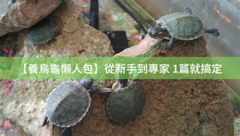 養三隻烏龜|【養烏龜懶人包】：從新手到專家，1篇就搞定